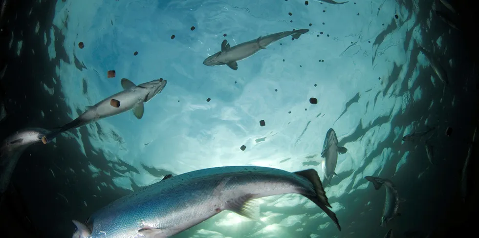 Norway-based SalMar and Refsnes Laks farm salmon at the site, according to the Norwegian Food Safety Authority.