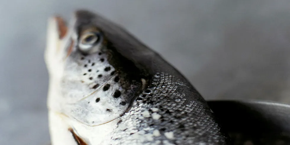 Salmon from French importer Direct Ocean. "Prices have fallen sharply," said a sales executive with the company.