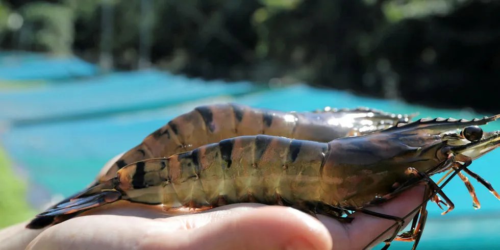 A premium choice: Black tiger shrimp will be the key product of the Australian mega-farm.