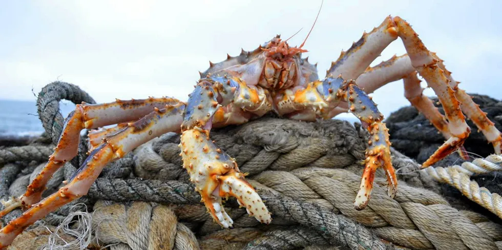 Russian crab company Antey mulls extention of groundfish sector. Russian crab.