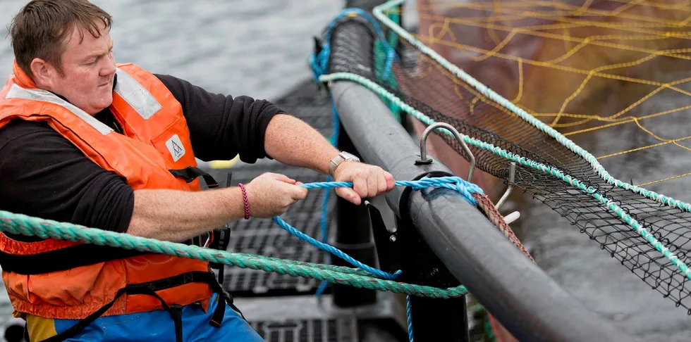 Mowi, Scotland's largest salmon farmer, was forced to slash its harvest guidance by 17 percent this year.