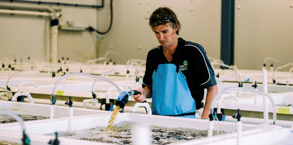 Greenshell mussels grow a year faster in a hatchery.