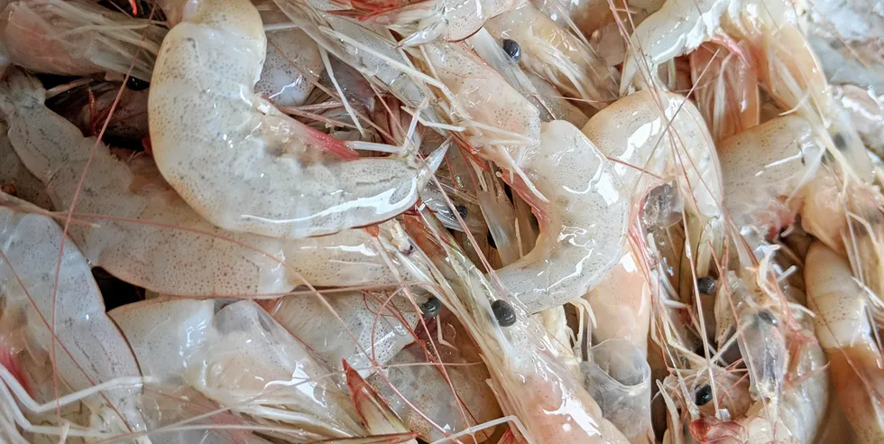 Strong demand is driving up shrimp prices, which in return is prompting shrimp-producing countries to open up the spigot.