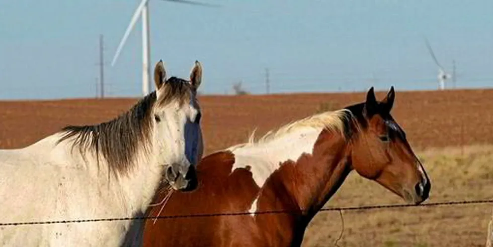 Horse roam in front of wind fam in in Oklahoma