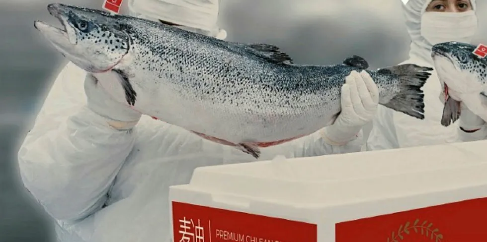 Multiexport's premium salmon brand for the Chinese market.