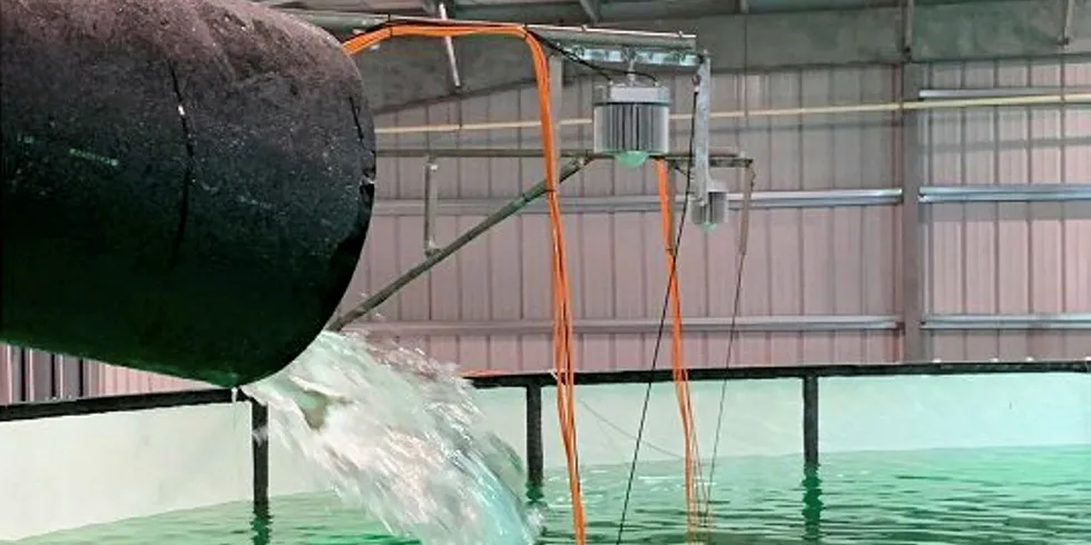 Atlantic Sapphire land-based salmon reach grow out phase. Atlantic Sapphire.