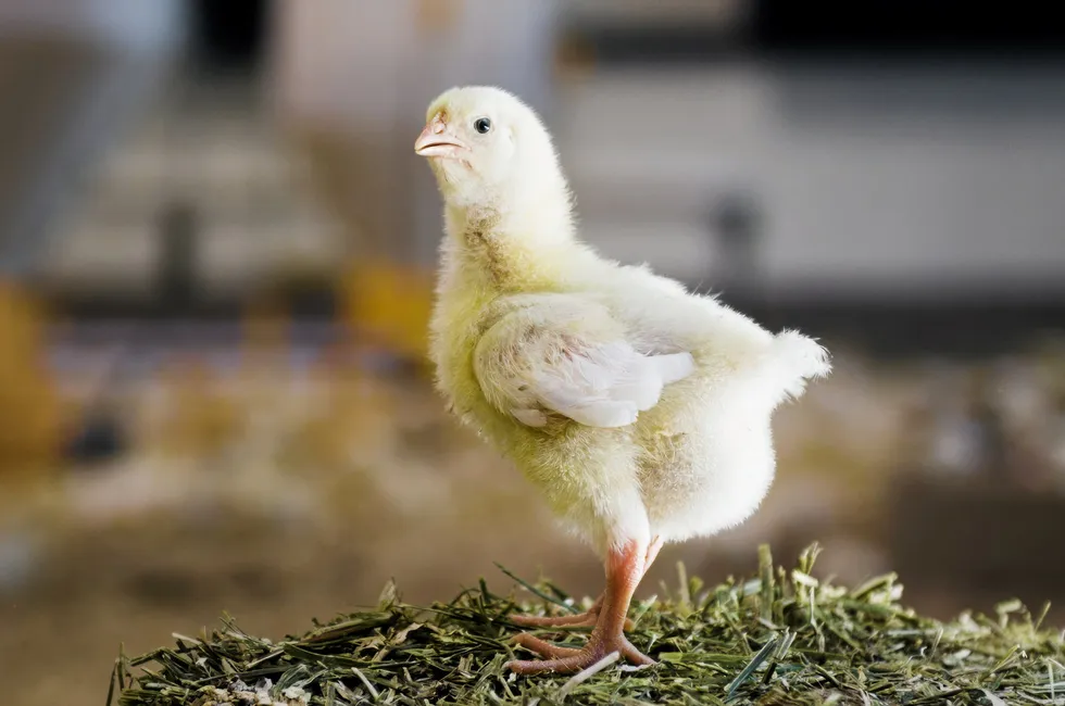 Chicken offal would be a suitable raw material for fish feed, due in part to its high digestibility, according to Norway-based not-for-profit organization Bellona.