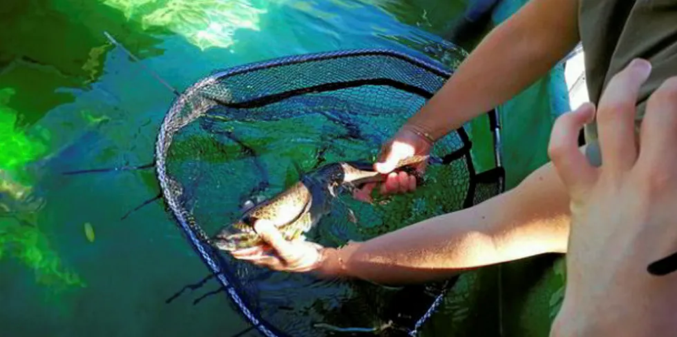 Humpback salmon naturally belong in the Pacific.