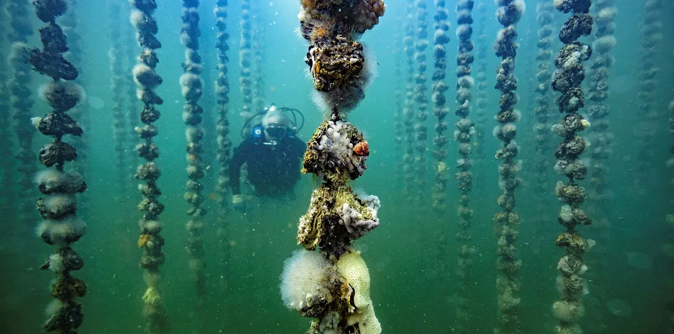 Oyster farming will be carried out beneath the turbines.