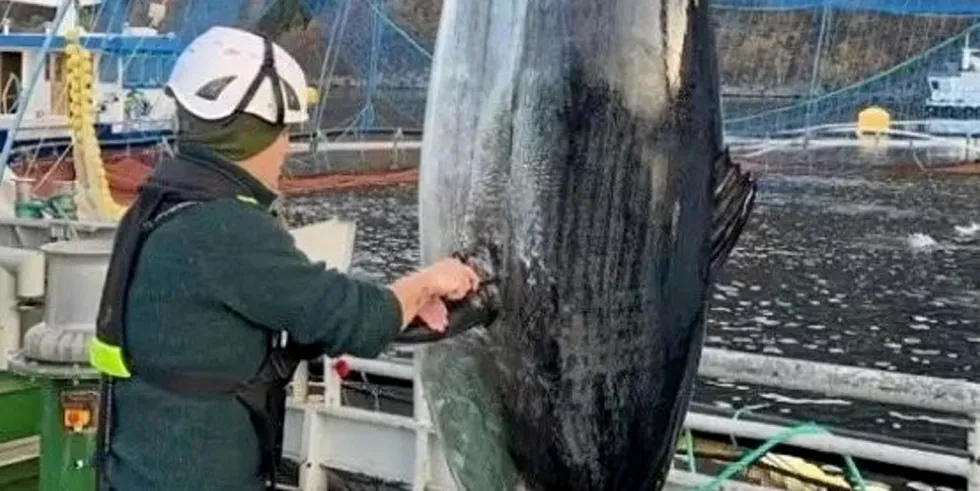 "The incident was discovered quite quickly and divers were notified, so they could plug the hole in the netpen," Masoval Community Liaison Officer Berit Flamo said.