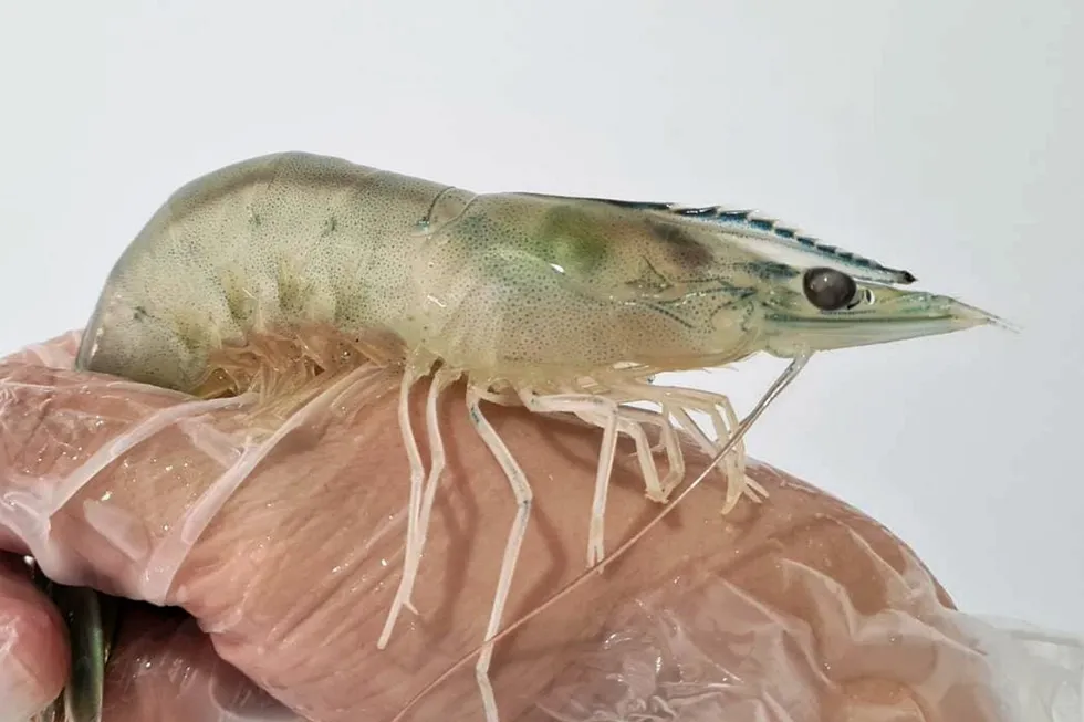 Eyestalk ablation is the practice of cutting the eyestalks of a mother shrimp to stimulate reproduction.