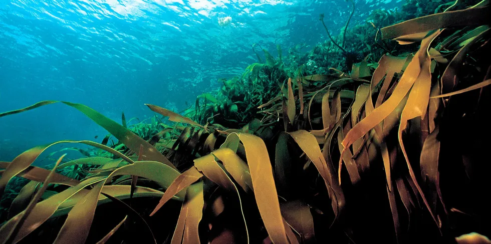SOCC aims to commercialise giant kelp and other seaweed production for carbon capture by growing seaweed in Southern Tasmania.
