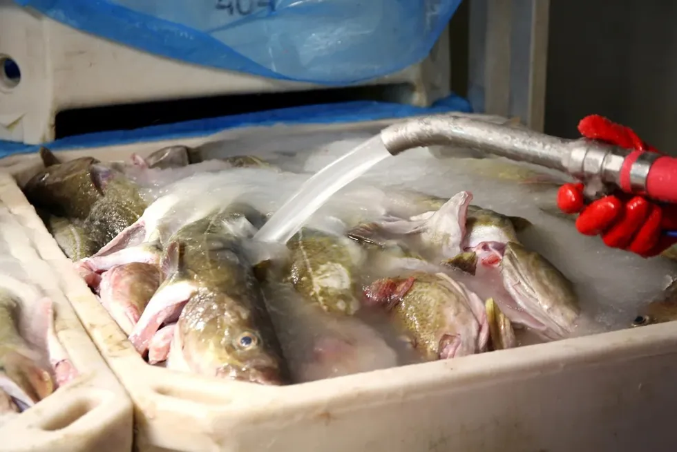 Olafur Sigurdarson, deputy CEO of KAPP, deputy CEO of KAPP, told IntraFish its slurry ice freezing method has been used in the Iceland fishing industry since 1999, where it has overtaken flake ice as the most popular freezing method.