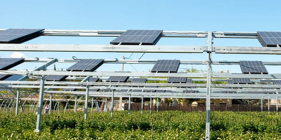 Ombrea has been working on combining crops with solar power generation since 2016.