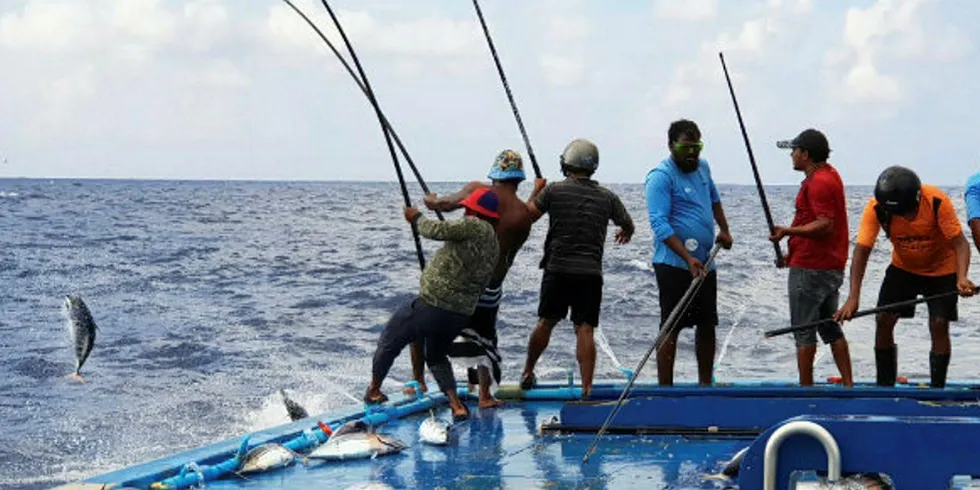 Pole-and-line tuna fishing in the Maldives.
