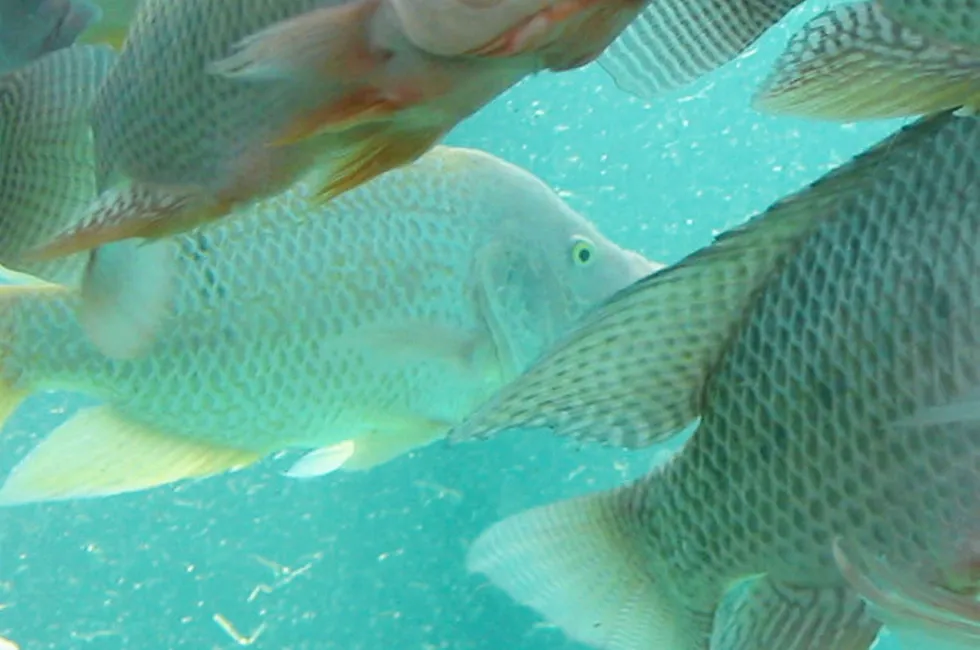 Tilapia spud in sight: for AAOG in Congo-Brazzaville