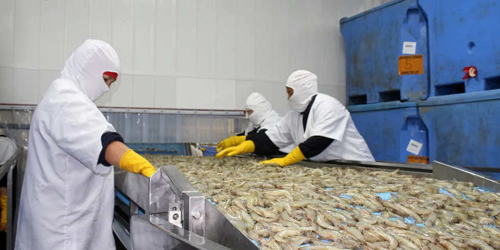 Ecuador's shrimp export growth is a national success story.