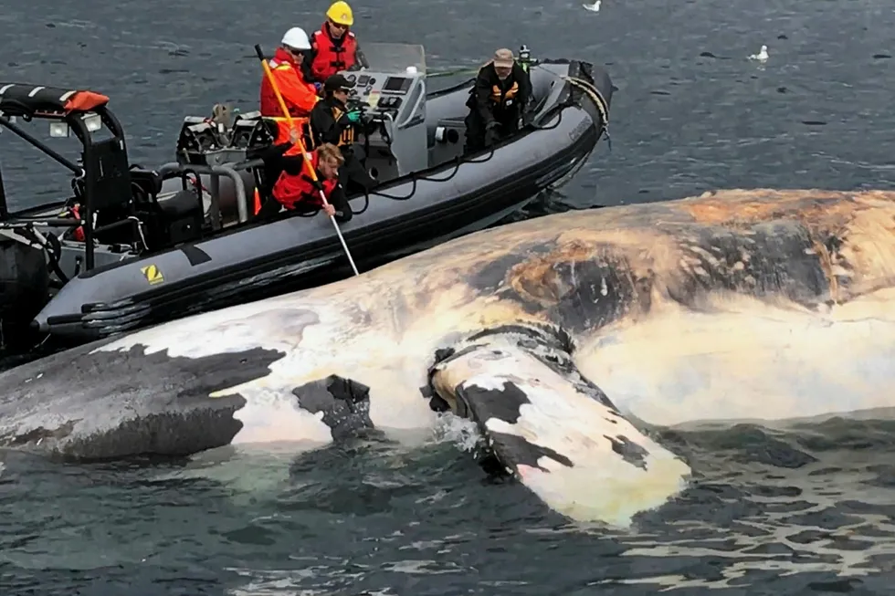 Endangered: the Laurentian Channel is used by 20 different species of whale