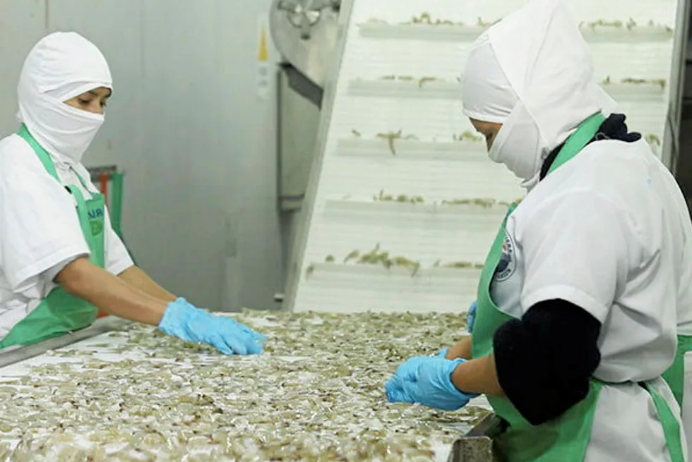 Brazil ‘may overtake US for Ecuador shrimp exports’. Cristiansen shrimp, Shrimp sorting.