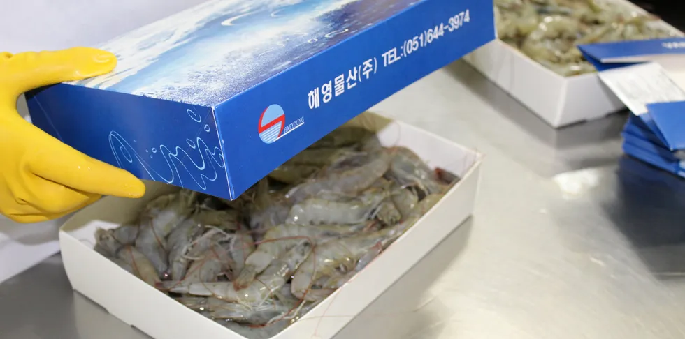 Ecuadorian shrimp being packed for shipment to China.