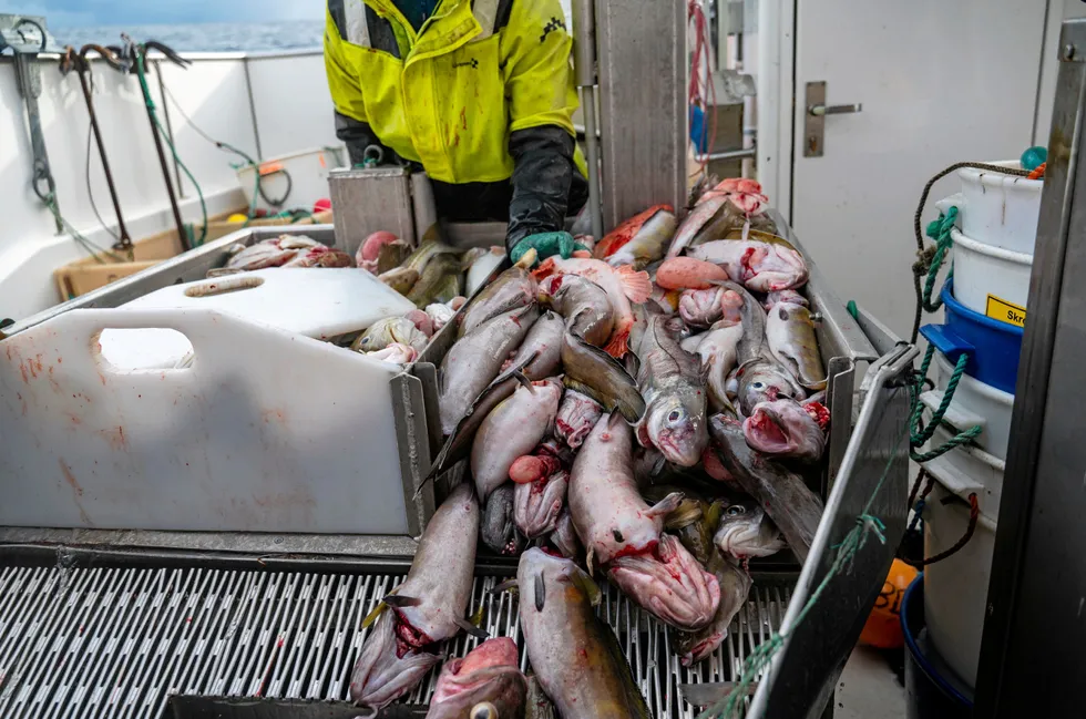 The Joint Norwegian-Russian Fisheries Commission set the total allowable catch (TAC) for Northeast Arctic cod for 2025 at 340,000 metric tons, a drop of 25 percent from the current year.