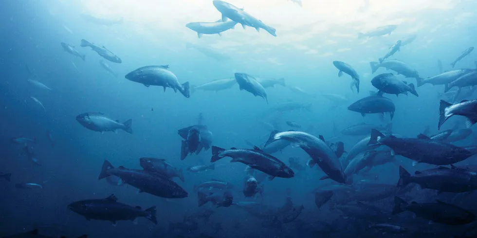Norwegian farmed salmon giant Mowi is awaiting test results for a suspected outbreak of infectious salmon anemia (ISA).