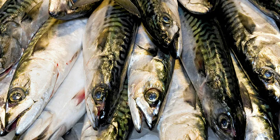 North Atlantic Mackerel.