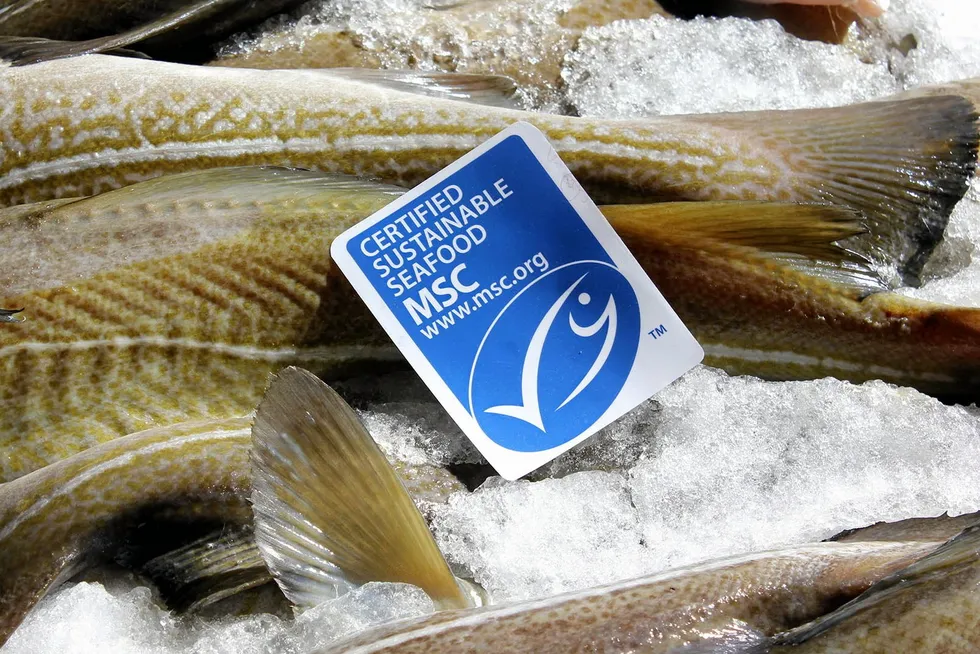 Certification has truly been one of the most transformative movements in the history of the seafood industry.