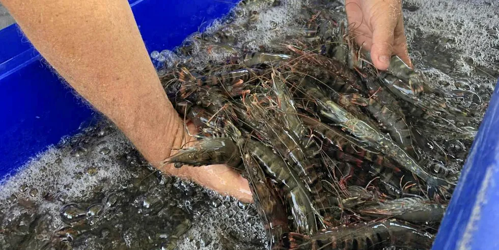 Genic's ‘revolutionary’ shrimp pathogen testing system hits the market.