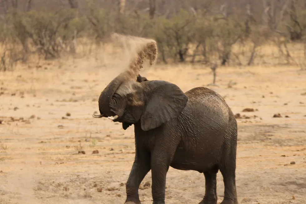 Potential elephant field: the yet to be drilled Muzarabani prospect has the potential to be an 'elephant field', which is conventional oil or gas field with a recoverable reserve of 1 billion boe or more