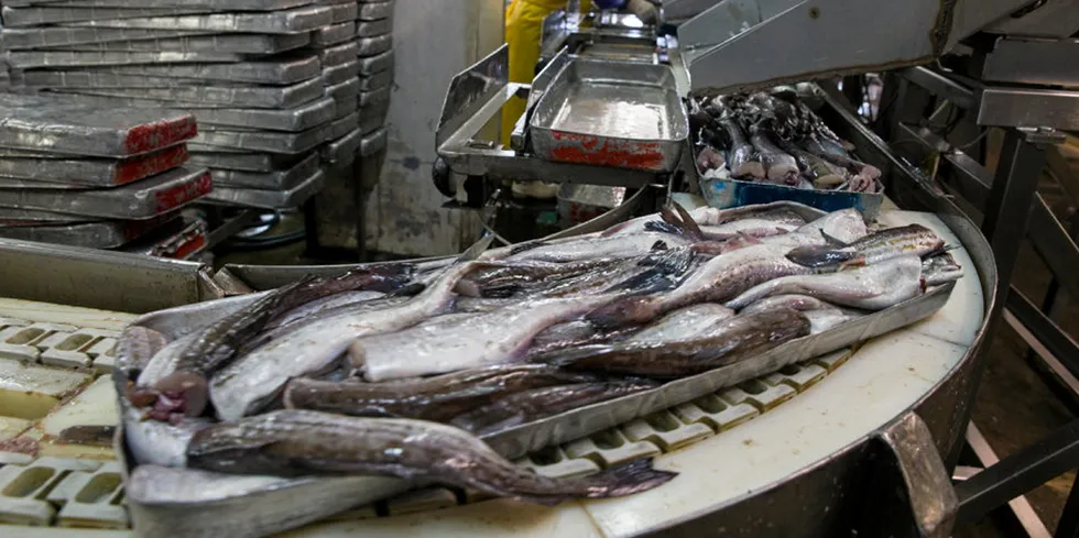 Inside Gidrostroy's pollock and pelagic processing plant on Shikotan Island in Eastern Russia.