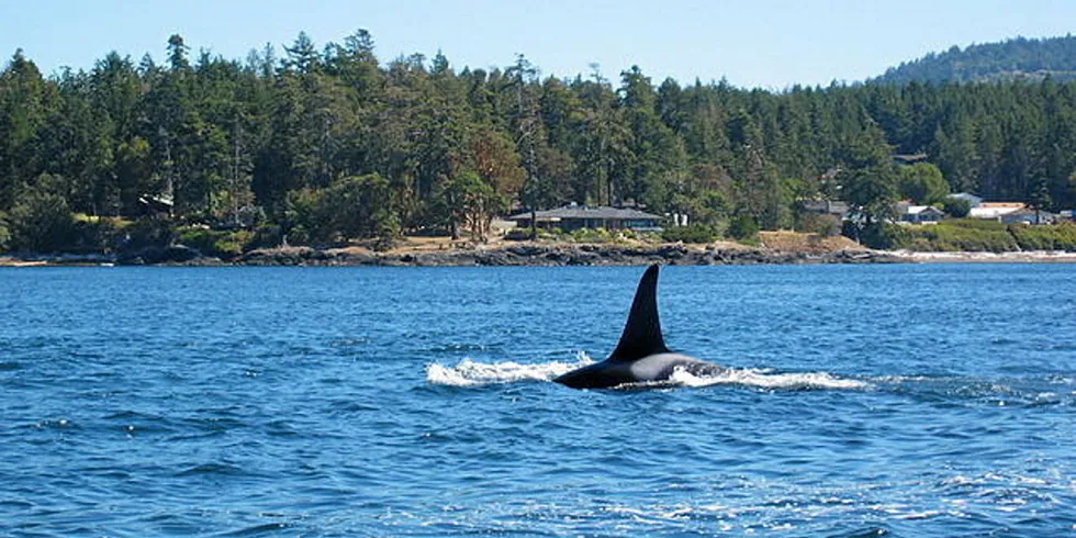 The lawsuit, aimed at protecting killer whales, also known as orcas, could threaten the entire Southeast Alaska troll salmon fishery.