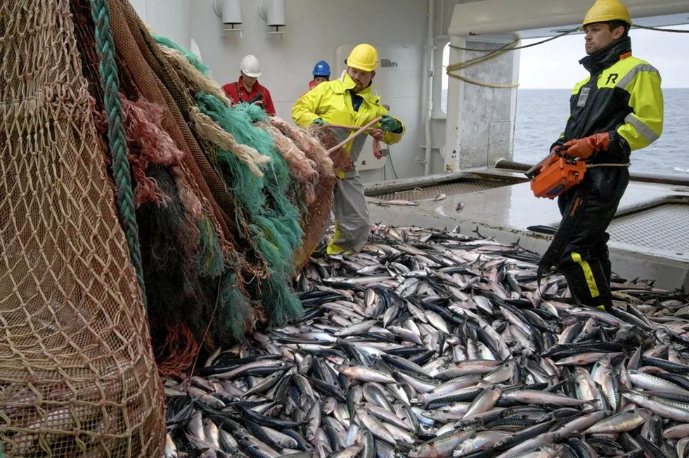 The International Council for the Exploration of the Sea (ICES) has cut its recommended quota for Northeast Atlantic mackerel to 576,958 metric tons for 2025.