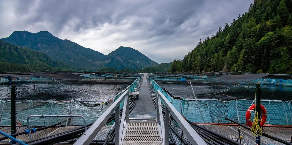 Grieg Seafood in British Columbia continues to see strong profit despite lower harvest volumes.