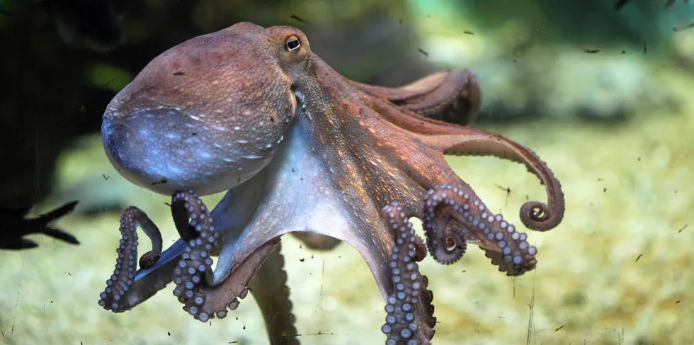 Global octopus harvests have risen steeply over the past decades, making farming a potential option for reducing pressure.