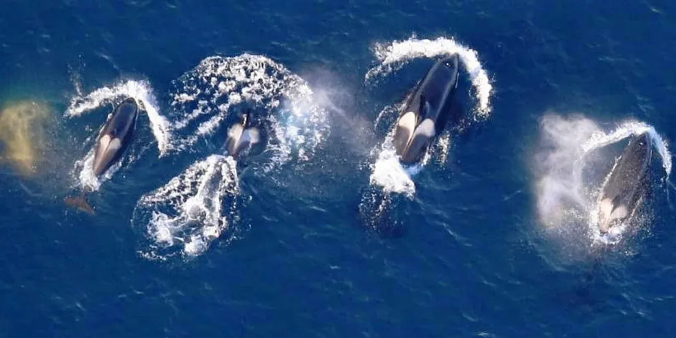 Killer whales sighted in the northeastern Chukchi Sea in Alaska.