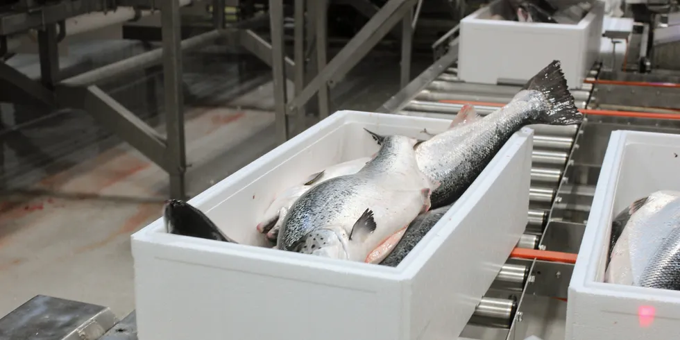 Those who are mainly selling larger fish of six kilos and above will see greater price pressure because of lower demand during Chinese New Year (CNY).
