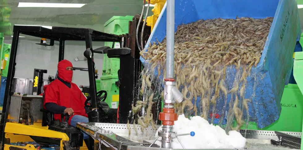 Ecuador's shrimp packers had their second best month ever globally and to China in March.