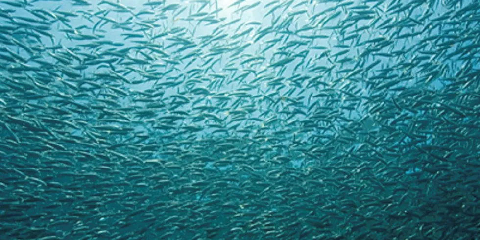 Global fisheries are expected to decline in productivity by 2300.