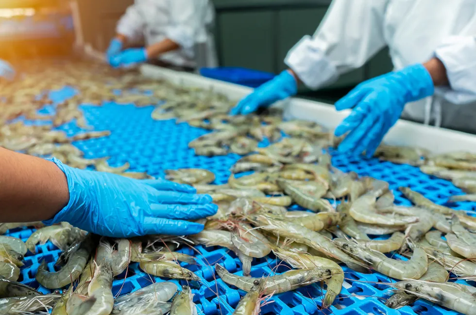 The shrimp production cycle is only a couple of months and females live between four to six months, aspects which make the ability to monitor practices effectively and consistently challenging.