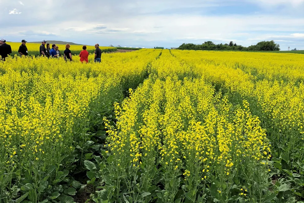 Are European salmon farmers finally ready to use GM ingredients in their feed?