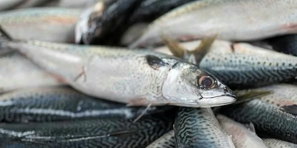 Unique Seafood Pelagic acquires Oceanwide Seafood.