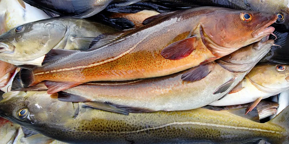 “We definitely have to expect higher prices next year – for both cod and haddock.”