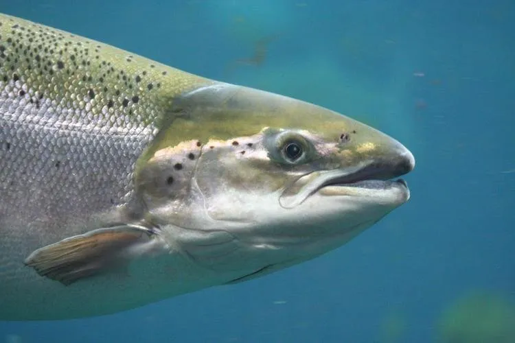 Mowi Scotland, the UK's largest salmon farmer, is partnering on a new £8.5 million (€10.1 million/$10.6 million), large-scale research project to improve the welfare and productivity of farmed salmon in Scotland