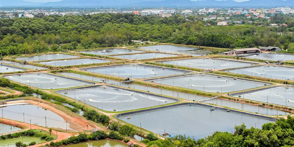 A difficult year for shrimp producers across the globe.