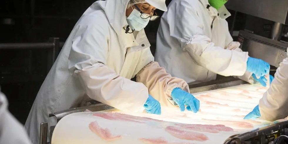 Alaska pollock processing workers on quality control duty.