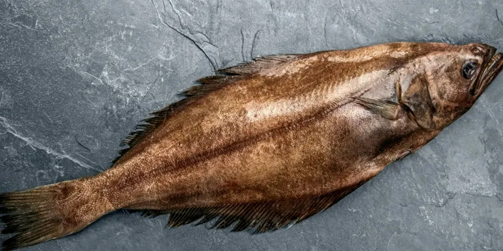 The Greenland Halibut (Turbot) Fishery has gained MSC certification.