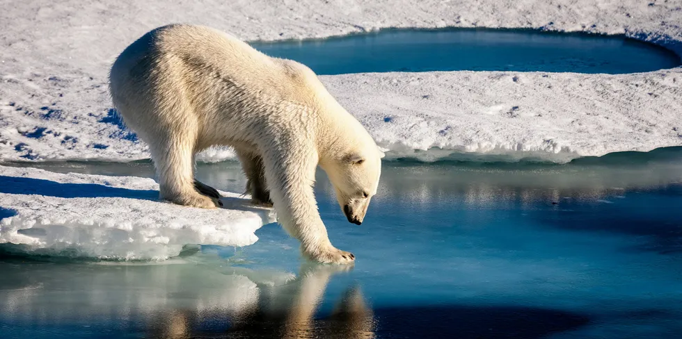 The Arctic’s “most energetic wave conditions” are in the Greenland Sea and the Barents Sea, which is above Norway and Russia