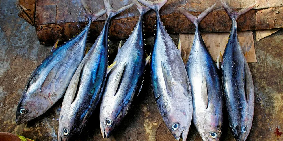 Fresh tuna ready for the market.