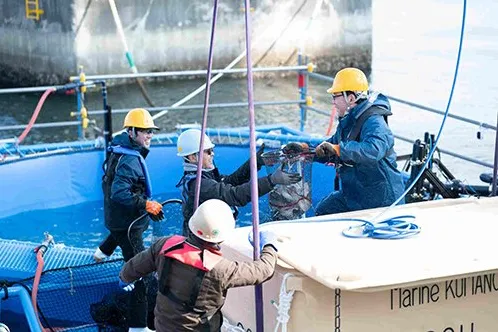 The team at Kawasaki harvest fish from its closed-containment farm in Kobe Port.